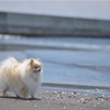 6月の海と犬の風景