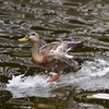 (昔話)🦆一年ほど前にカモを撮影して遊んだ写真です！