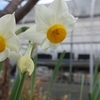 斑鳩の花など