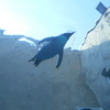 旭山動物園・・再び！！その①　開園一番乗りだったのにい～ｗｗ　空飛ぶペンギン編。、