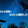 キツネとの対峙！お互いに観察し合う夜
