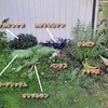 玄関横の花壇のお花たちと1輪咲いてたバラ