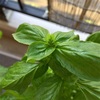バジル 花芽がつきました 《116日目》