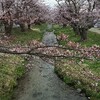 観音寺川の桜。