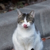 【猫舌は食べ方の問題なだけ】猫舌の方が注目すべきポイント