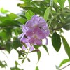 皮むき・・