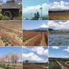 花の都公園～忍野八海