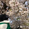 泉州一の桜がここに！岸和田城で桜を楽しむぞ(泉州お花見編その3)(181)