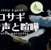 コサギの鳴き声【野鳥図鑑・鳴き声図鑑】Egretta garzetta　Little egret