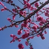 寒の戻りと春の花