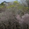 桜が咲きだした