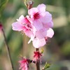 アーモンドの花
