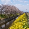 栃木県小山市　桜をめでるおすすめ散策・お花見スポット