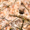 早春の男池のミソサザイ