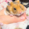 じっとしてくれないおはぎ🐹