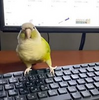 眠れないインコ、飼い主の声にあわせた“喜びの舞”がかわいい！　「Party parrot」みたいなノリノリダンスに笑顔になる