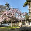 JR西宮｜六湛寺公園の桜🌸を観察してみると・・・😊