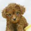子犬・トイプードル販売/ペットショップ宮城/大崎市/加美町