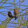 2022.3.15　河川敷.出会った野鳥たち......15選