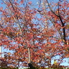 工場の桜紅葉