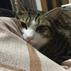こたつ布団の上で寛ぐ～ねこ：保護猫日記。2歳10ヵ月（141週）