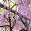亀戸天神の藤の花