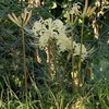 白花曼珠沙華（シロバナマンジュシャゲ）