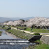 京都に桜の季節がやってきます。