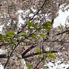 怒涛の3月