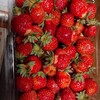 奥さんイチゴを大量に持ち帰り🍓