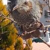 近距離‼🐦birdウォッチング🎵