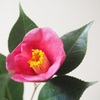 camellia