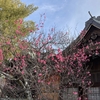 御厨神社で観梅を楽しむ♪