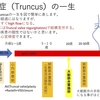 総動脈幹症（Persistent truncus arteriosus）について　Truncusの血行動態high flowから心内修復術へ　疾患26