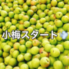 小梅始まりました