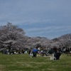 満開の桜を3年ぶりに公開、昭和記念公園の花たち！(2022/4/3）