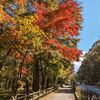 山中湖紅葉サイクリング