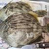 釣果２匹のマルハギをいただく