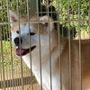 秋田7 もふもふ秋田犬とご対面