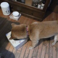 わんわんシッターは楽しいのだ☆彡　最終話　空海もはること一緒にごはんは…おやおや？？これって☆彡