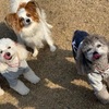 犬服用のハンガー　　DAISOのアルミ自在ワイヤーで作ってみました