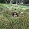 京都周辺のオススメ寺社仏閣