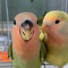 【動画】鳥カゴからどんどん出てくるコザクラインコが可愛すぎるwwwww