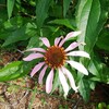 エキナセアらしくなった花