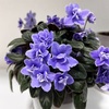 ＊花もちの良いミニセントポーリア＆ペチュニアの寄せ植え