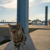 湯島のねこさん