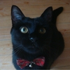 今日の黒猫モモさんの動画－１８３