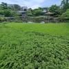 色とりどりに大満足【馬場花木園】