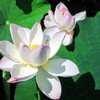 蓮の花