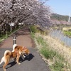 丸子川遊歩道の桜 ２０１２　　（第１１１３話）